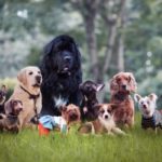 https://www.hampersandhiccups.com/dog-breeds-for-first-time-owners/