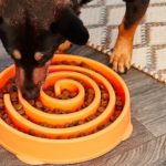 Why do you need Slow Feeder for Dogs – Dog Nutrition Advice