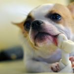 What makes Dog’s Dental Chews so Special? – About Dog Facts
