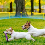 Know How Wireless Fence is Most Effective in Keeping the Pets Safe |