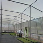 Leading supplier of best quality anti insect mesh net for agriculture purpose in India