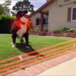 Electric Dog Fence Reviews 2015 & 2016