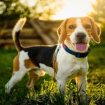 What Kind of Electric Dog Fence Would Be The Right Choice? Here We Answer – Healthnewsplus.net