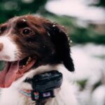 https://technecy.com/how-effective-is-the-gps-electric-fence-system-for-the-pets-safety/