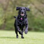 https://www.zeeknews.com/the-top-10-healthiest-dog-breeds/