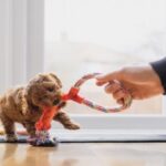 5 Fun Games for Puppies