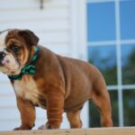 Arrangements You Need to Ensure Safety of Your Dog in the Home