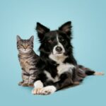 Is a Dog or Cat Right for You?