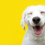How to Tell If Your Dog Is Happy