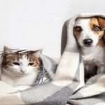 PET Easy Solutions to Difficult Dog Care Problems