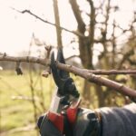 Best Practices to Prune Old and Historic Trees